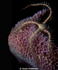 brittle star whipping by Suzan Meldonian 